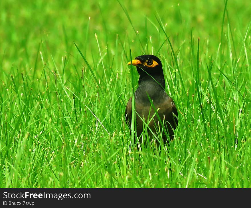 Bird, Ecosystem, Beak, Grass