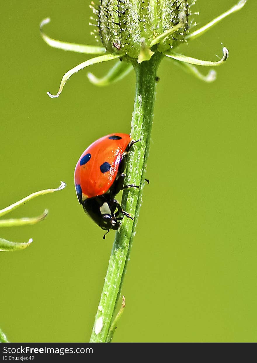 Insect, Beetle, Ladybird, Macro Photography