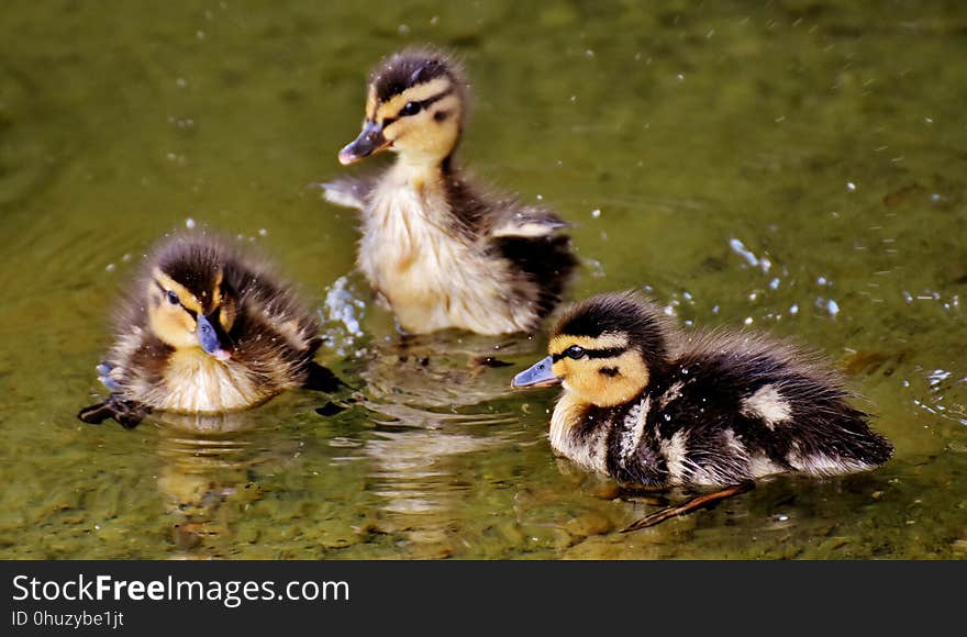 Duck, Bird, Water Bird, Ducks Geese And Swans