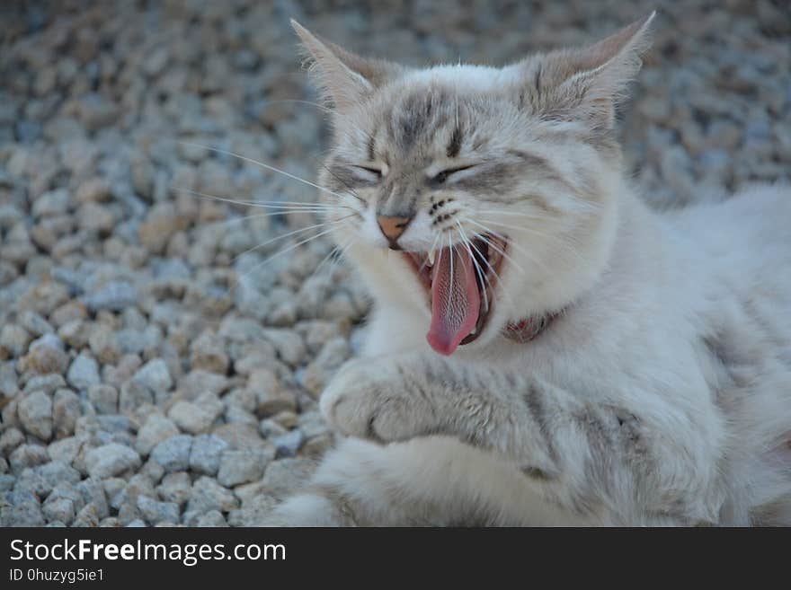 Cat, Facial Expression, Whiskers, Yawn