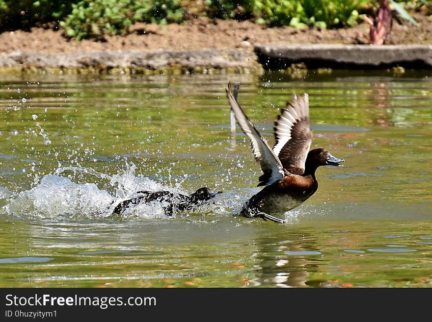 Bird, Water, Fauna, Water Bird