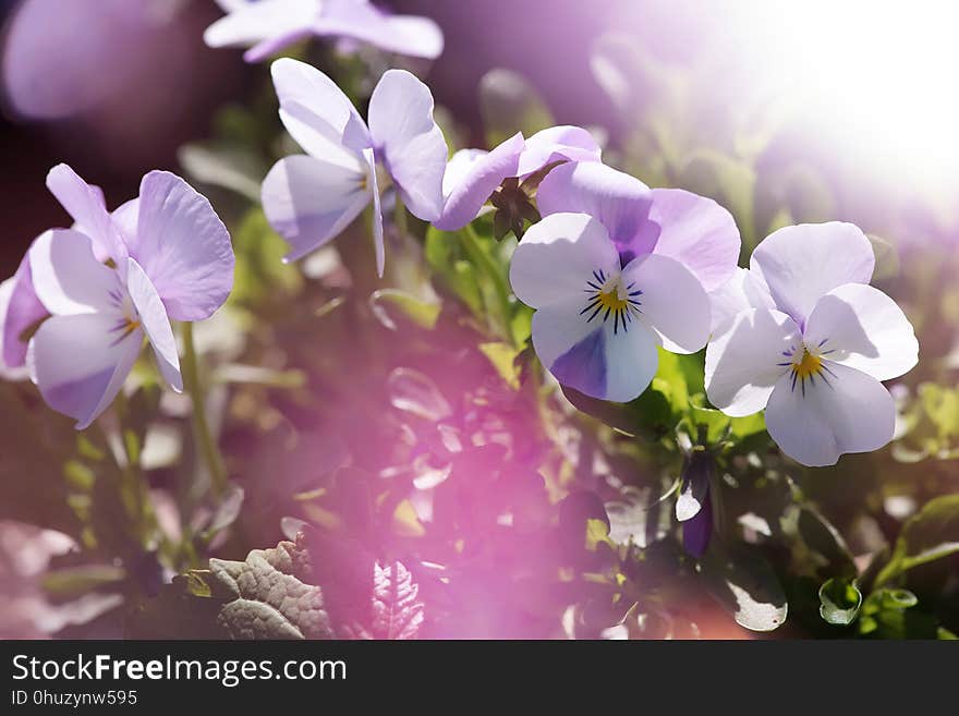 Flower, Violet, Purple, Flowering Plant