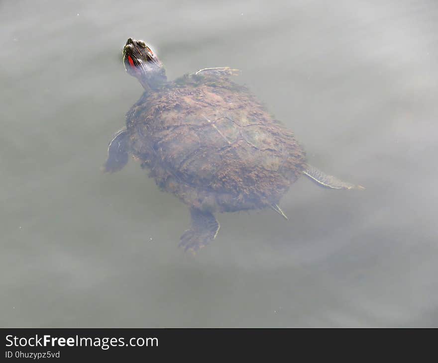 Fauna, Turtle, Beak, Bird