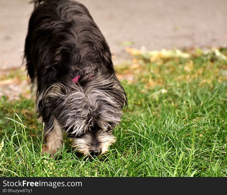 Dog, Dog Breed, Dog Like Mammal, Grass