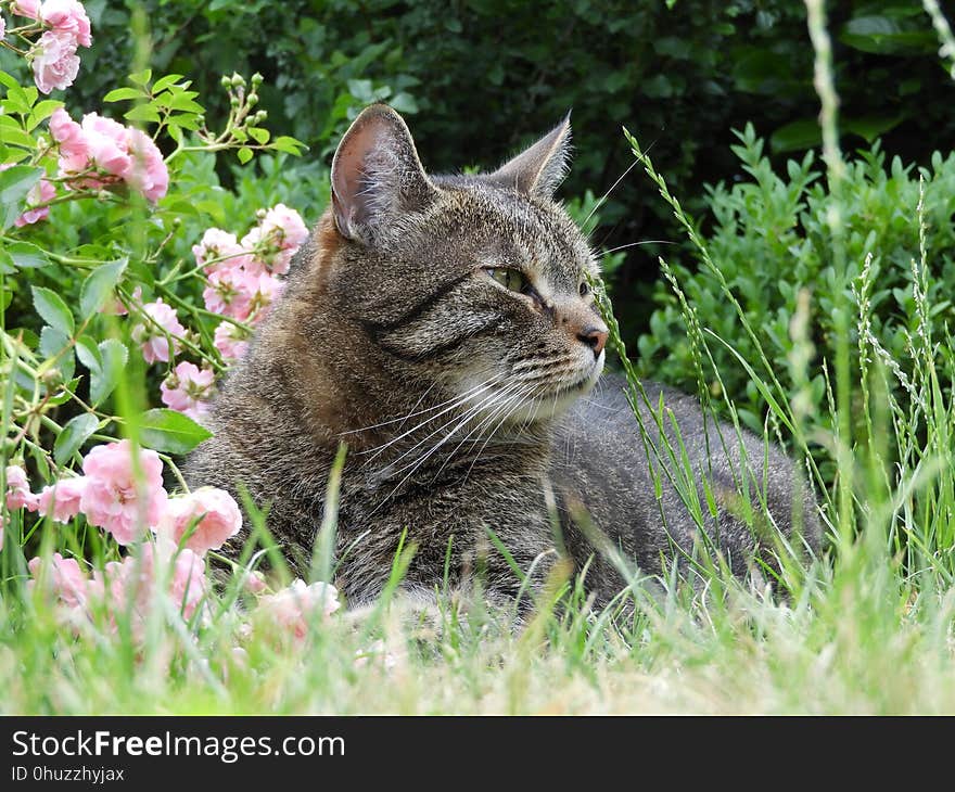 Cat, Fauna, Grass, Small To Medium Sized Cats