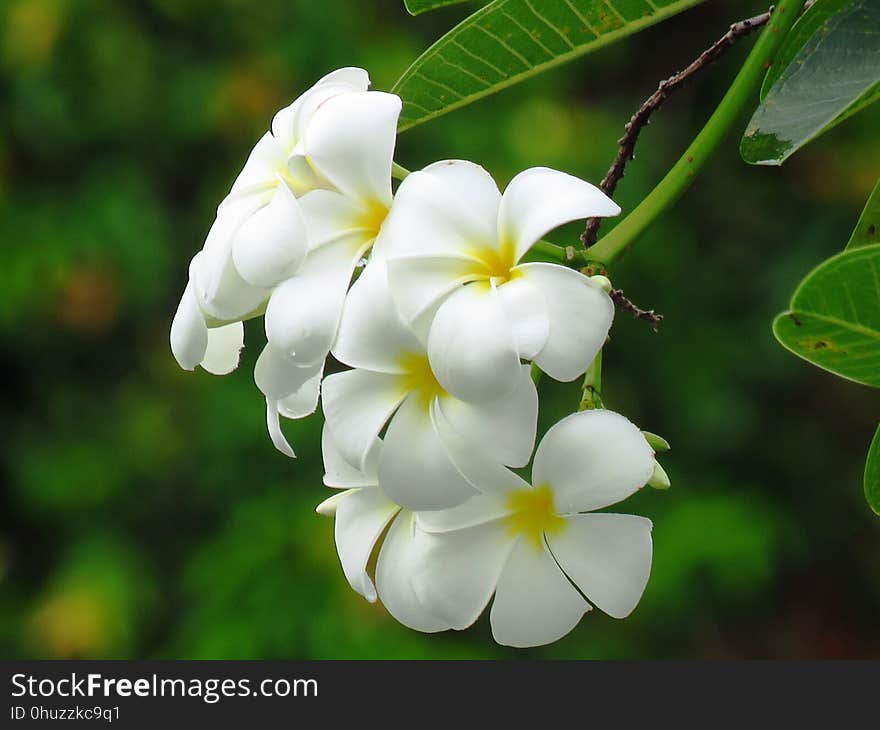 Flower, White, Plant, Flora