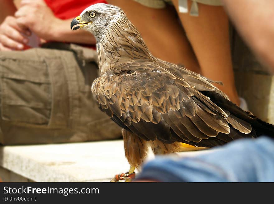 Fauna, Bird, Beak, Bird Of Prey