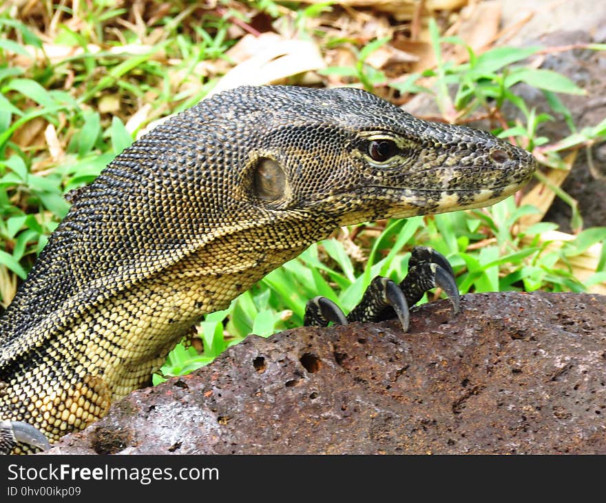 Reptile, Terrestrial Animal, Scaled Reptile, Fauna