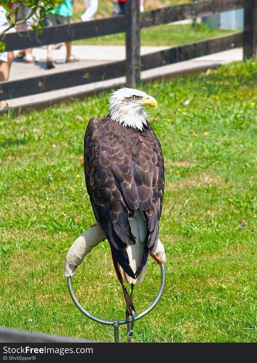 Bird, Bird Of Prey, Fauna, Beak