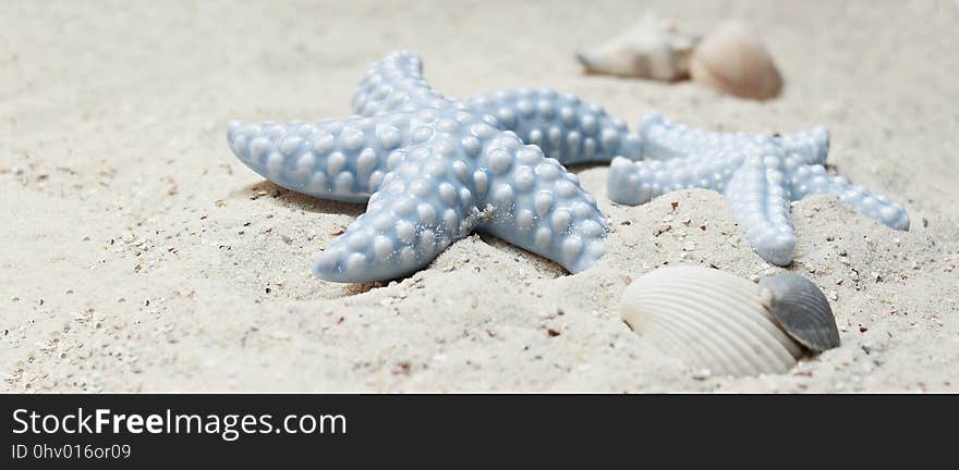 Starfish, Seashell, Sand, Close Up