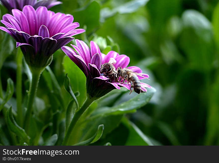 Flower, Plant, Flora, Purple