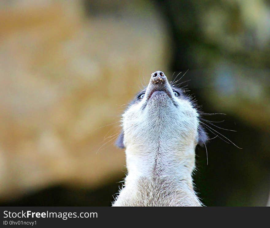 Mammal, Fauna, Whiskers, Wildlife