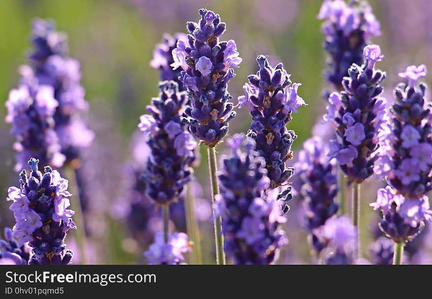 Flower, English Lavender, Lavender, Plant