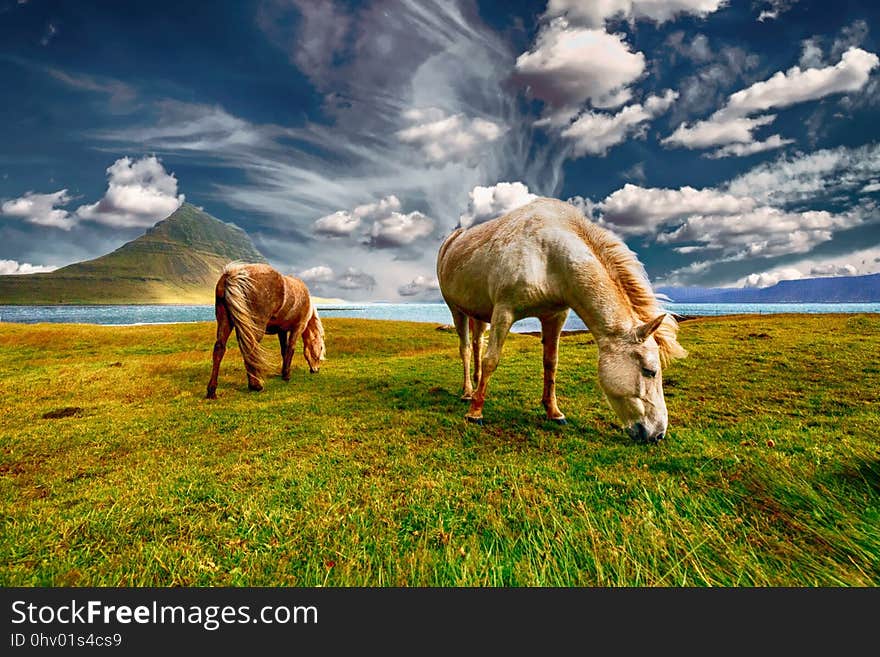 Grassland, Pasture, Ecosystem, Grazing