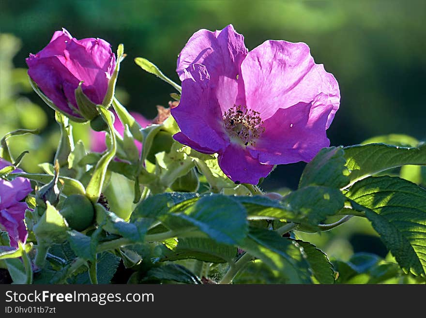 Flower, Rose Family, Plant, Rose