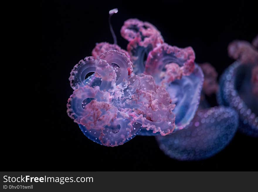 Cnidaria, Jellyfish, Marine Invertebrates, Purple