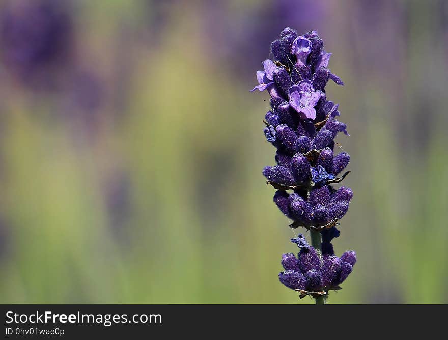 Flower, English Lavender, Lavender, French Lavender