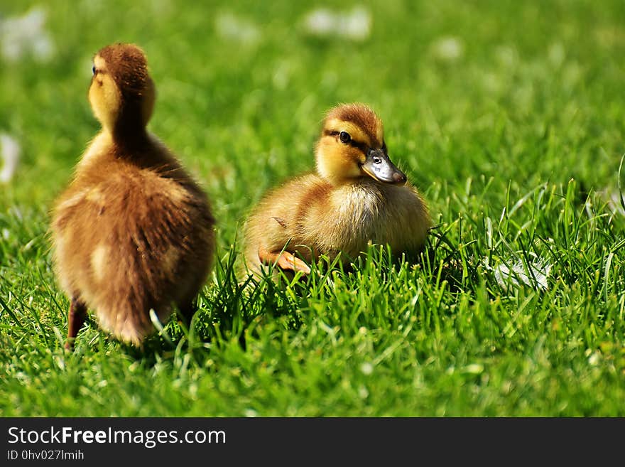 Bird, Duck, Fauna, Ducks Geese And Swans