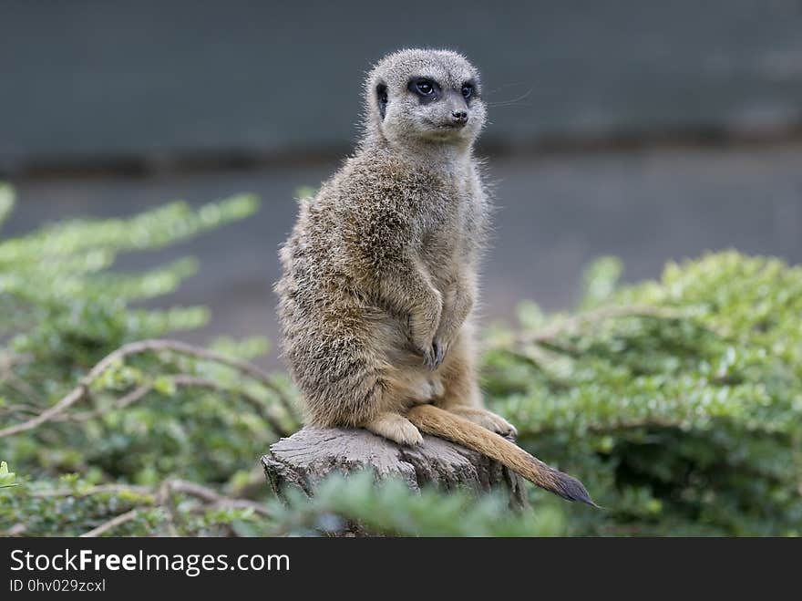 Meerkat, Mammal, Fauna, Terrestrial Animal