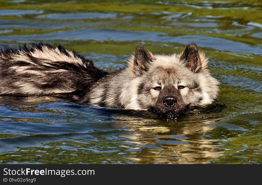 Mammal, Wildlife, Dog Breed Group, Czechoslovakian Wolfdog