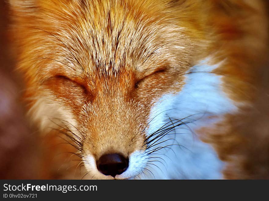 Fox, Red Fox, Wildlife, Whiskers