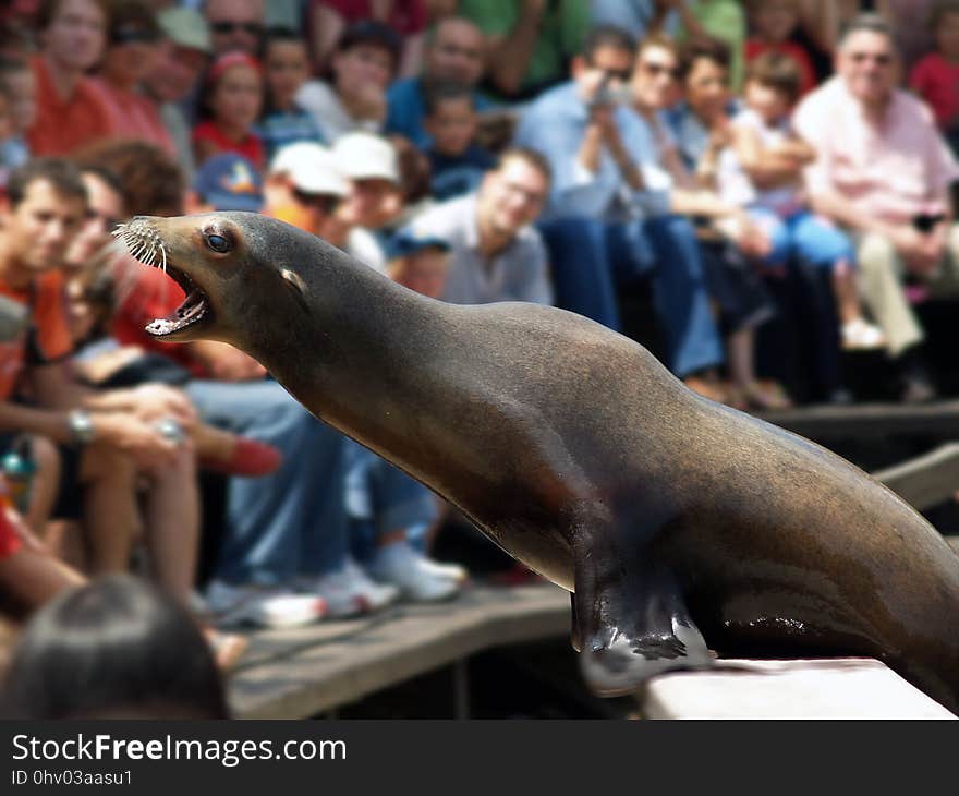 Mammal, Seals, Fauna, Marine Mammal