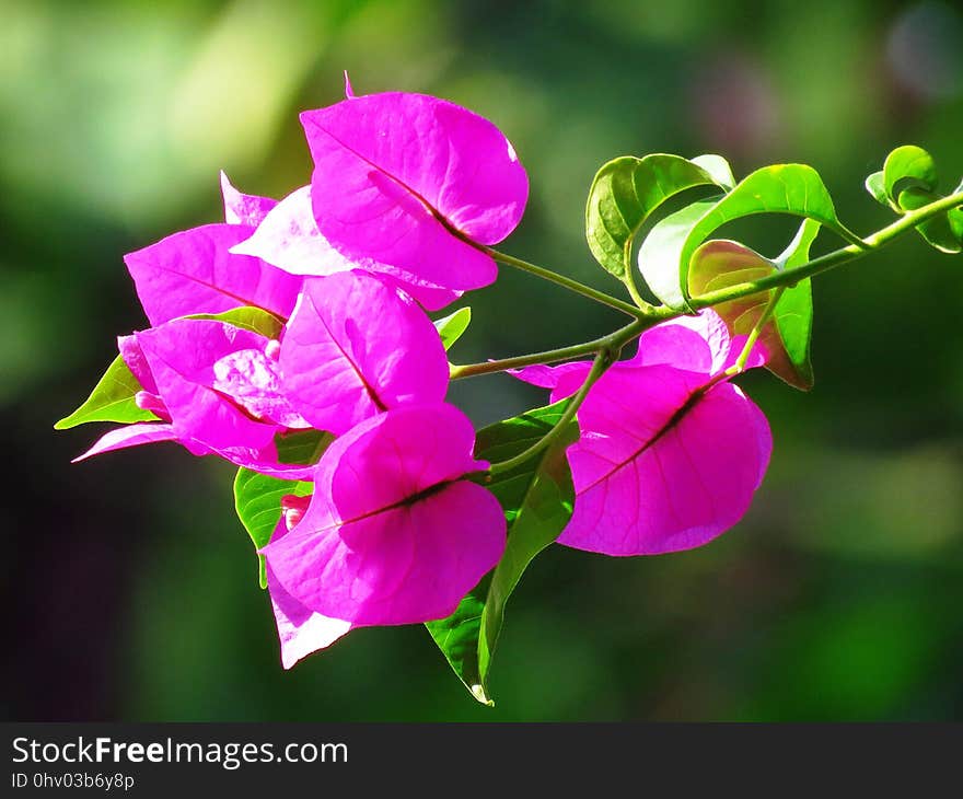 Flower, Pink, Flora, Plant