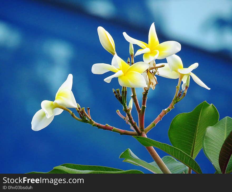 Flower, Plant, Flora, Flowering Plant