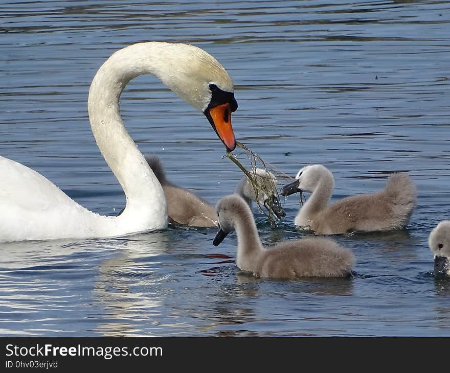 Swan, Bird, Water Bird, Ducks Geese And Swans