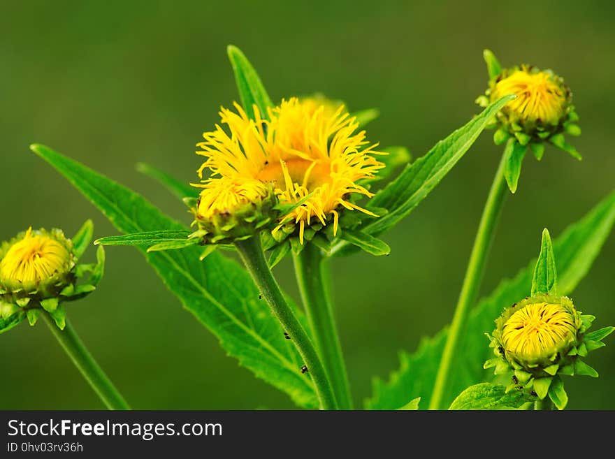 Flower, Sow Thistles, Dandelion, Golden Samphire