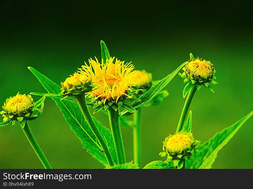 Flower, Sow Thistles, Organism, Plant