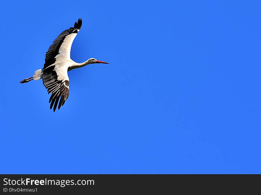 Sky, Bird, Beak, Stork