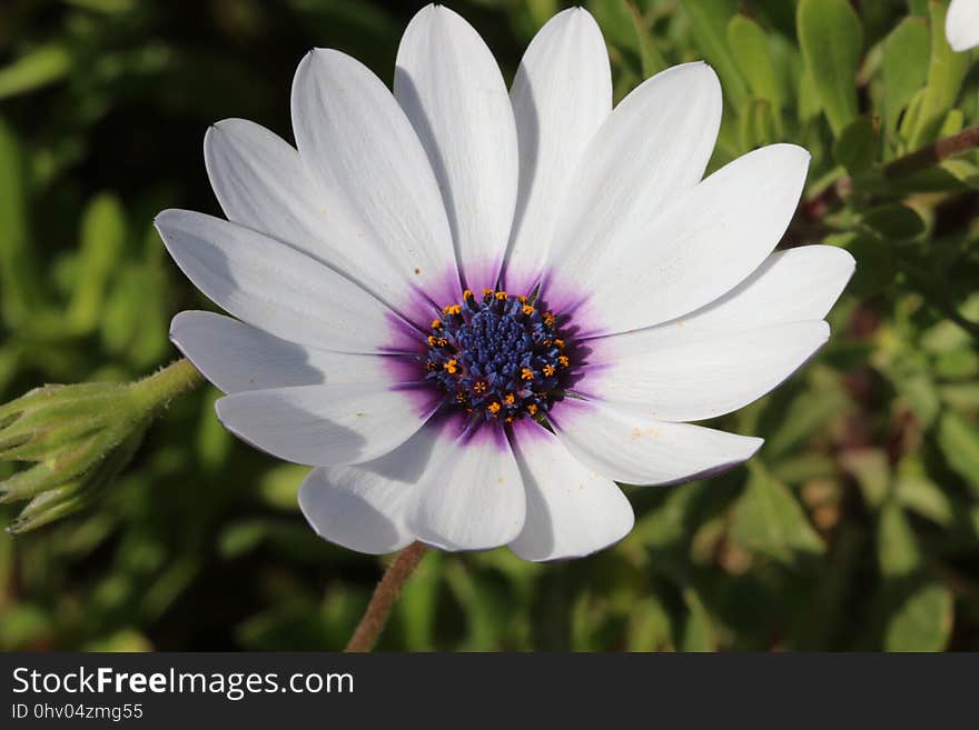 Flower, Flora, Plant, Purple