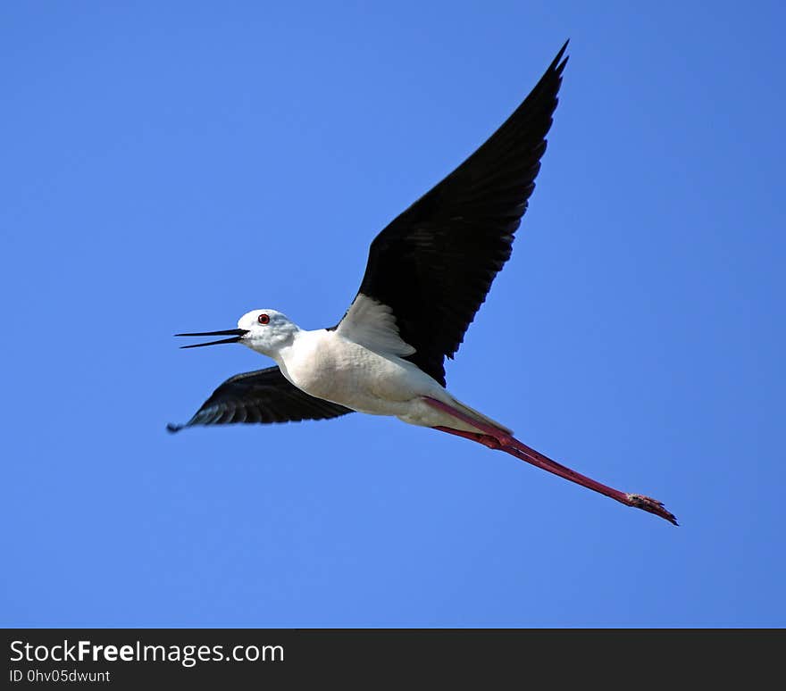 Bird, Stilt, Shorebird, Fauna