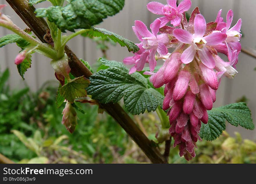 Plant, Flower, Flora, Flowering Plant