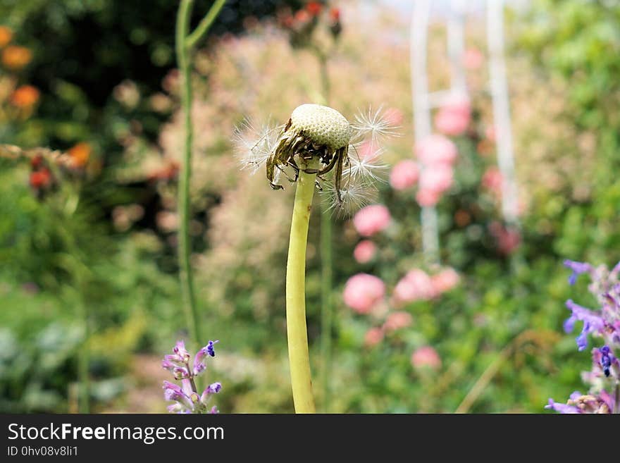 Flower, Flora, Plant, Insect