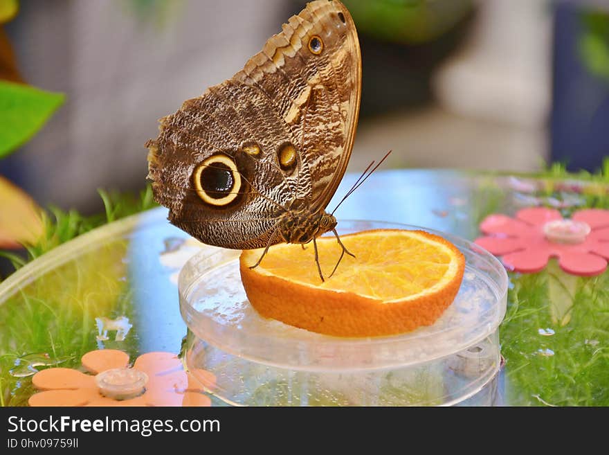 Butterfly, Moths And Butterflies, Insect, Pollinator