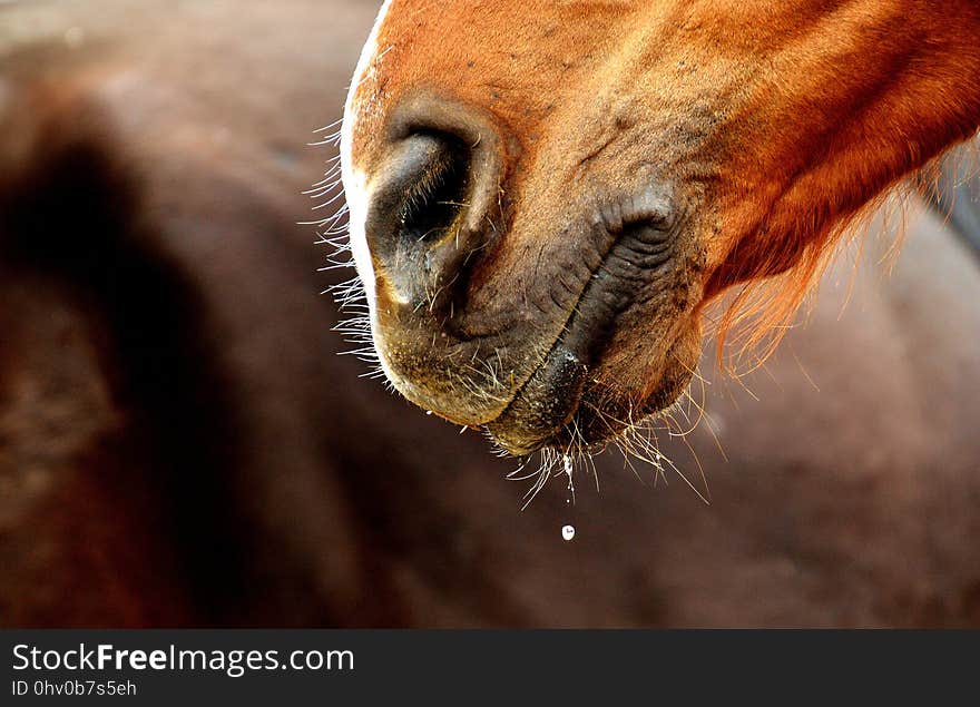 Wildlife, Nose, Whiskers, Fauna