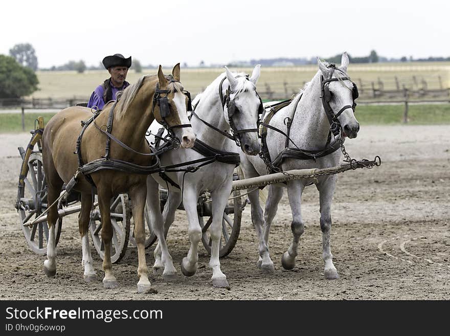 Horse Harness, Rein, Horse, Pack Animal