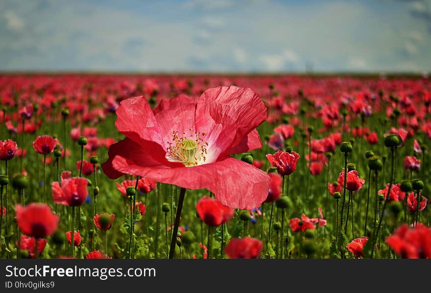 Flower, Field, Poppy, Wildflower