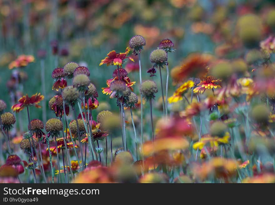 Flower, Flora, Wildflower, Plant