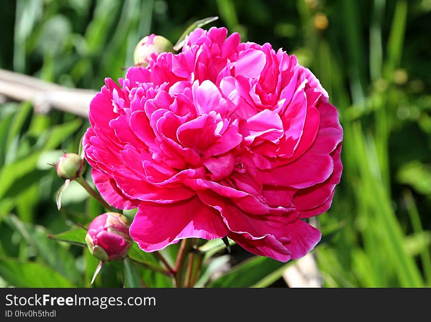 Flower, Plant, Pink, Flowering Plant