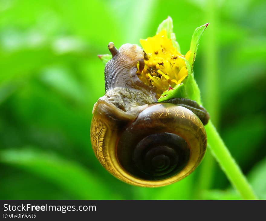 Snail, Snails And Slugs, Macro Photography, Invertebrate