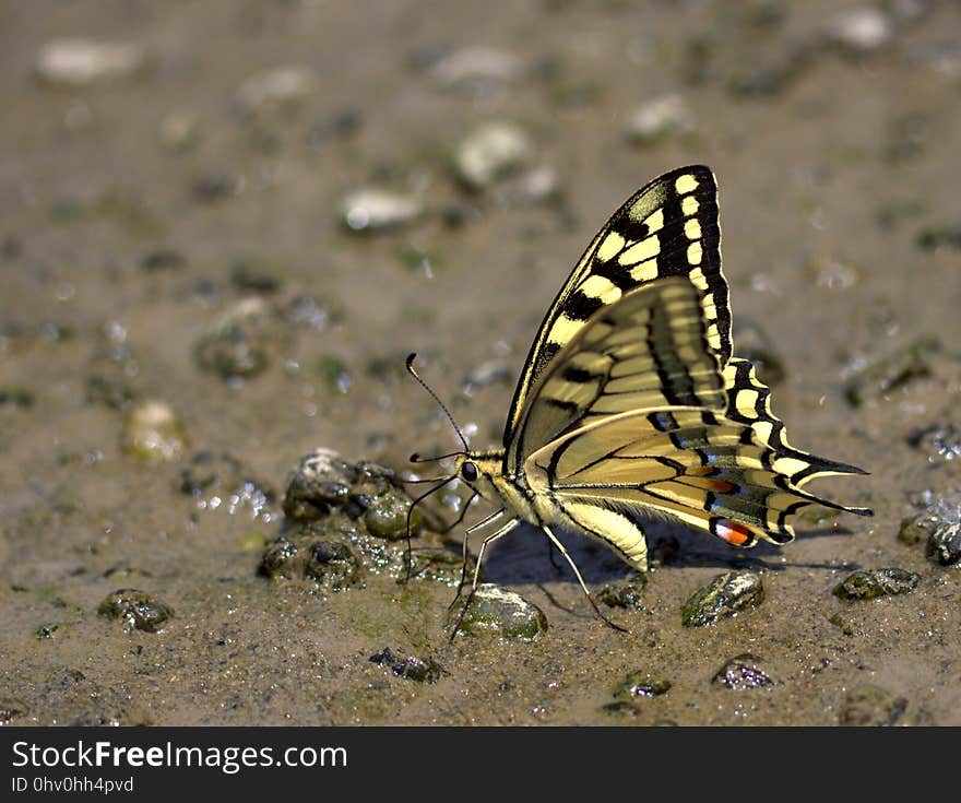 Butterfly, Moths And Butterflies, Insect, Invertebrate