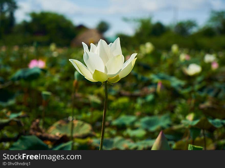 Flower, Lotus, Plant, Sacred Lotus