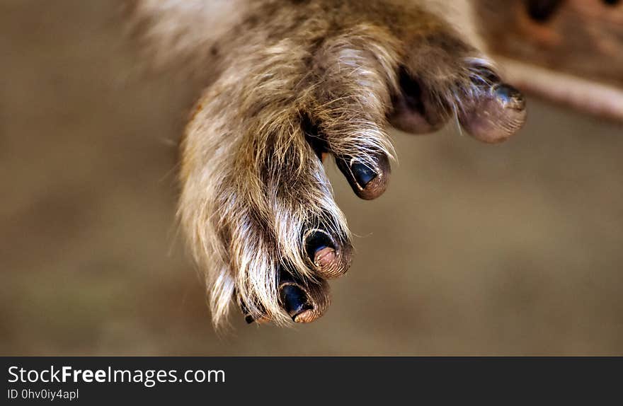 Close Up, Snout, Wildlife, Mane