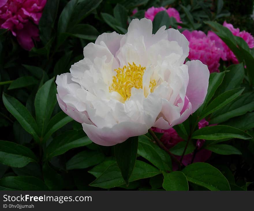 Flower, Plant, Peony, Flowering Plant