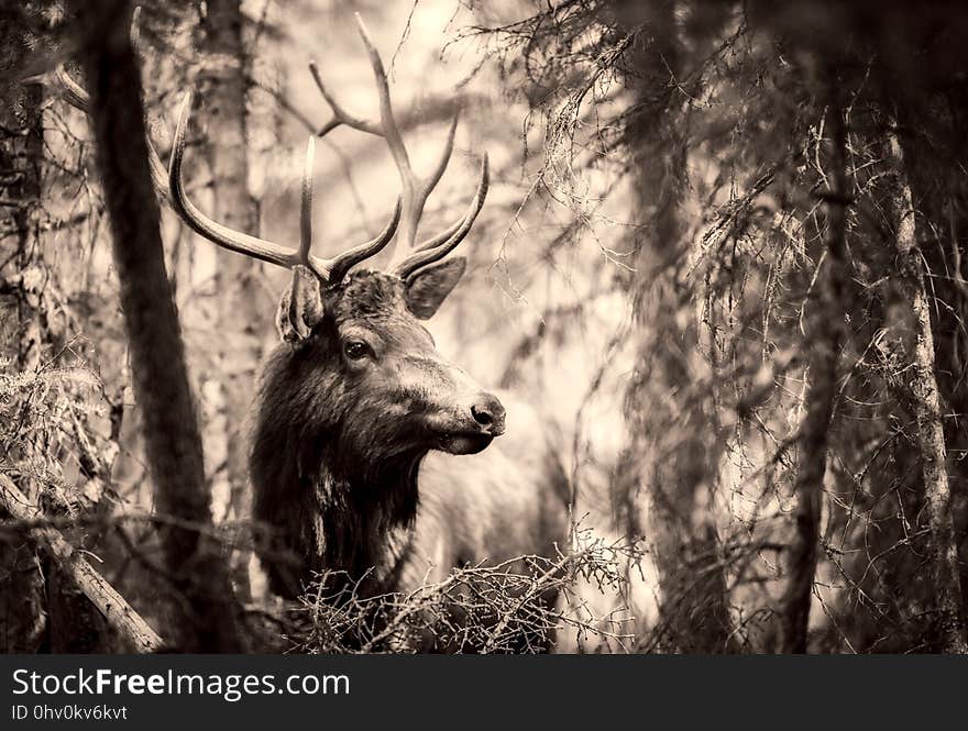 Wildlife, Black And White, Nature, Woodland