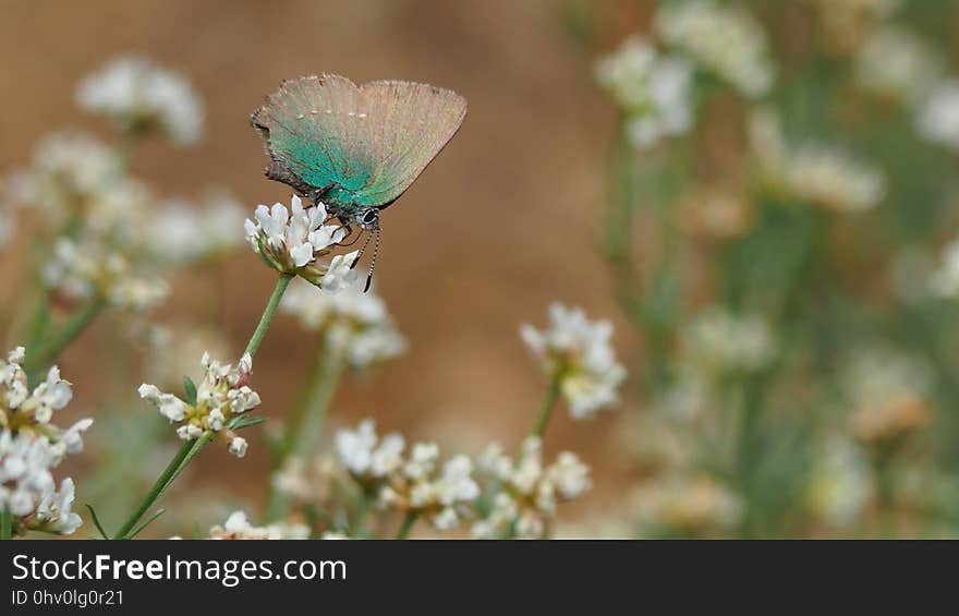 Butterfly, Moths And Butterflies, Insect, Lycaenid