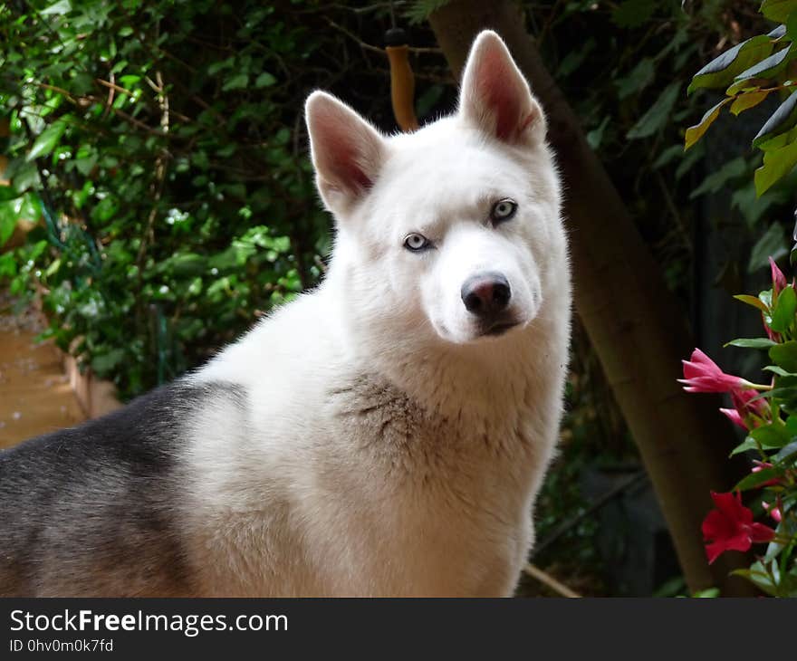 Dog, Dog Like Mammal, Dog Breed, Siberian Husky